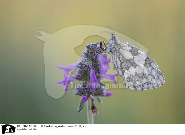 Schachbrettfalter / marbled white / SI-01850