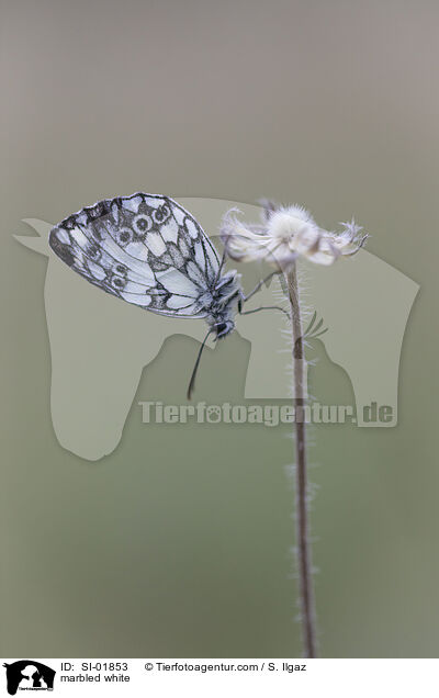 marbled white / SI-01853