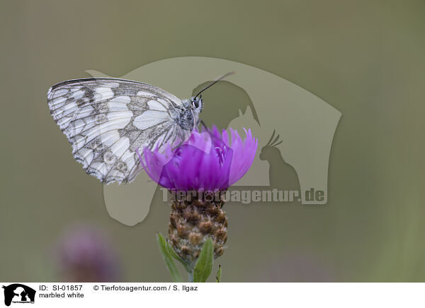 marbled white / SI-01857