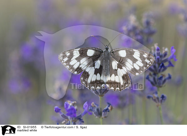 Schachbrettfalter / marbled white / SI-01955