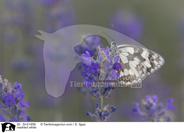 marbled white / SI-01956