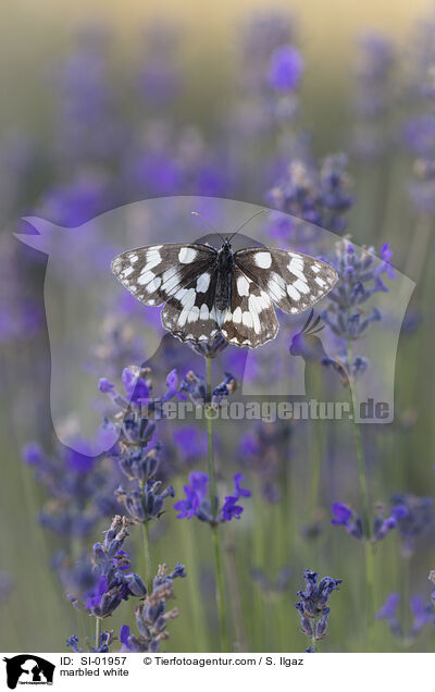 Schachbrettfalter / marbled white / SI-01957