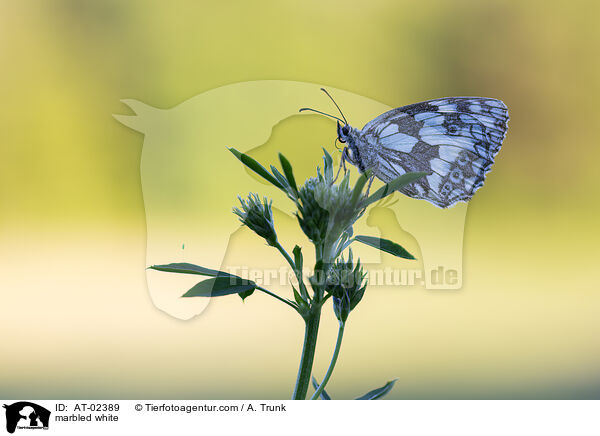marbled white / AT-02389