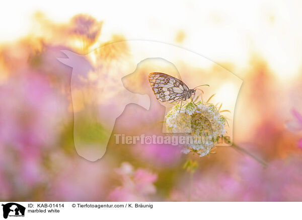 Schachbrettfalter / marbled white / KAB-01414