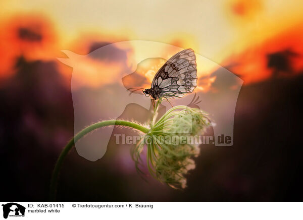 Schachbrettfalter / marbled white / KAB-01415