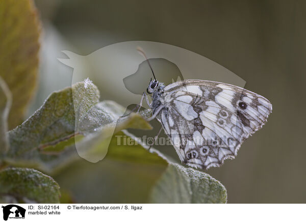 marbled white / SI-02164