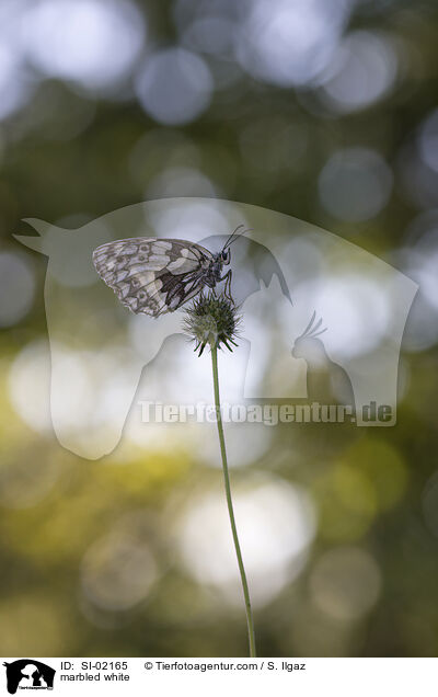 marbled white / SI-02165