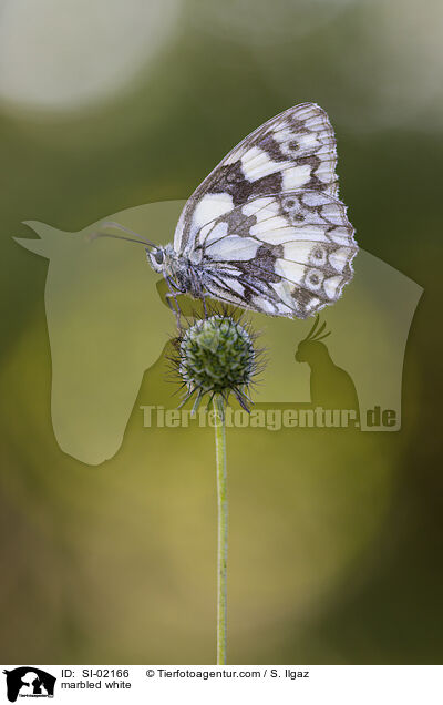 Schachbrettfalter / marbled white / SI-02166