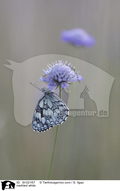 Schachbrettfalter / marbled white / SI-02167