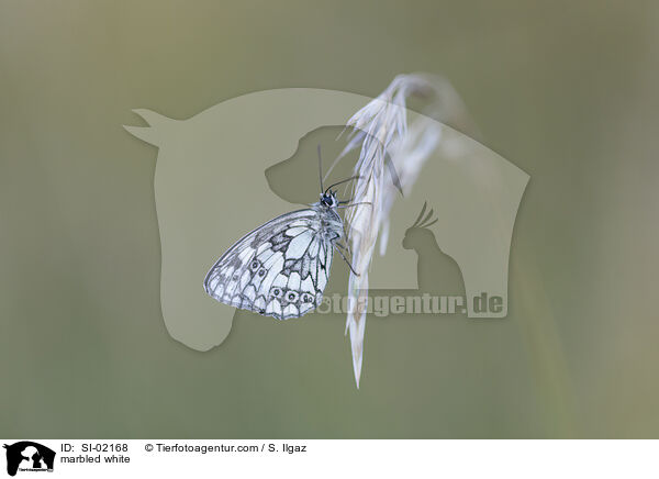 marbled white / SI-02168