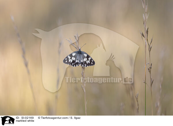 Schachbrettfalter / marbled white / SI-02169