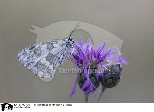 marbled white / SI-02170