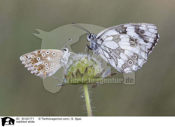 Schachbrettfalter / marbled white / SI-02171