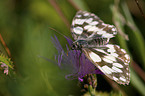 chessboard butterfly