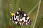 marbled white butterfly