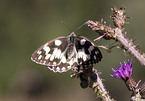 marbled white butterfly