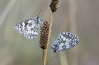 marbled white butterflies