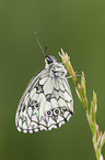 marbled white butterfly