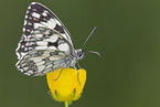 marbled white butterfly