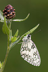 marbled white butterfly