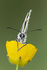 marbled white butterfly