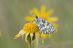 marbled white butterfly