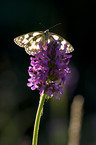 marbled white butterfly