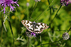 marbled white butterfly