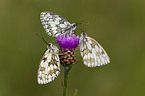 marbled white butterflies