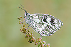 marbled white butterfly