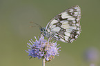 marbled white butterfly