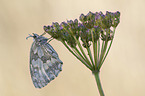 marbled white