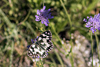 marbled white