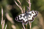 marbled white