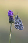 Marbled White