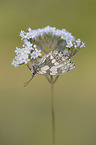 Marbled White