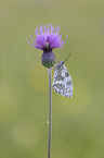 Marbled White