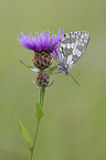 Marbled White