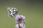 Marbled White