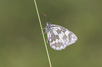 Marbled White