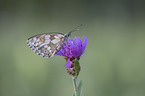 Marbled White