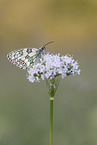 Marbled White