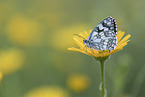 Marbled White