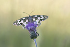 Marbled White