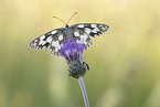 Marbled White