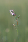 marbled white