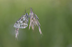 marbled white