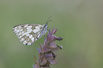 marbled white