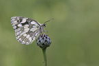 Marbled White