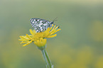 Marbled White